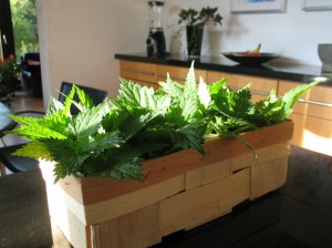 Brennnesseln im Körbchen Küche.jpg
