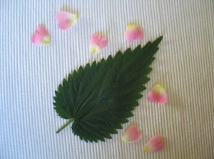 Heissgeliebte Brennnessel