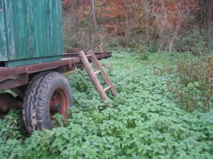 Die Brennnessel: eine Randerscheinung