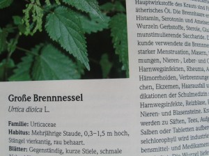 Brennnesselwissen