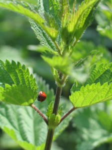 Marienkäfer auf Brennnessel