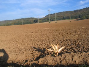 Felder mit einjährigen Ackerfrüchten sehen mindestens 2 x im Jahr so aus