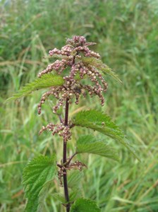 Brennnesselblüte, männlich