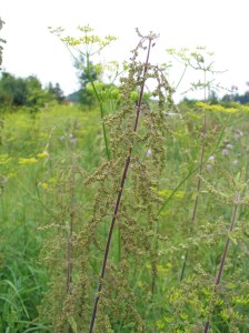 fruchtendes Brennnesselweibchen