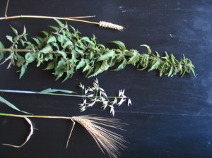 Der Fruchtbehang der Brennnessel im Vergleich