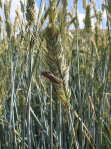 Getreide mit Mutterkorninfektion