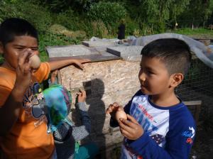 Eier für den Brennnessel Kaviar