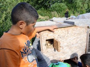 Mohamed sammelt die Eier ein