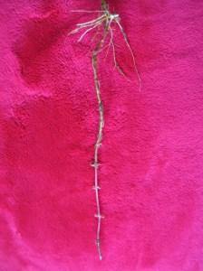 Brennnesselwurzel auf königlichem Purpur