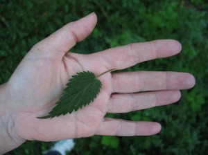 Emotionspflanze Brennnessel