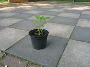 Favorit 2 Brennnesseln auf dem Schachbrett.jpg