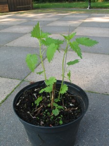 Brennnesseln auf dem Schachbrett