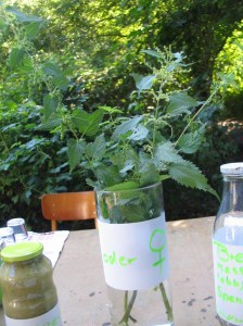 Männchen oder Weibchen.jpg