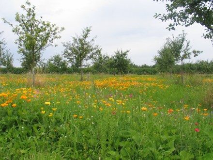 Blumenwiese im Generationenpark .jpg