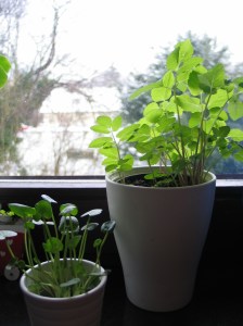 Giersch und Scharbockskraut 