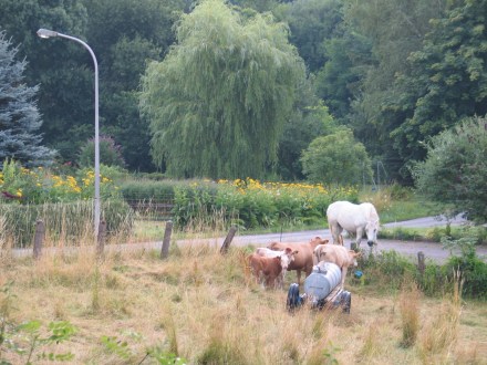 Pferd,frei, Kühe, Weide, hell, nah,9.jpg