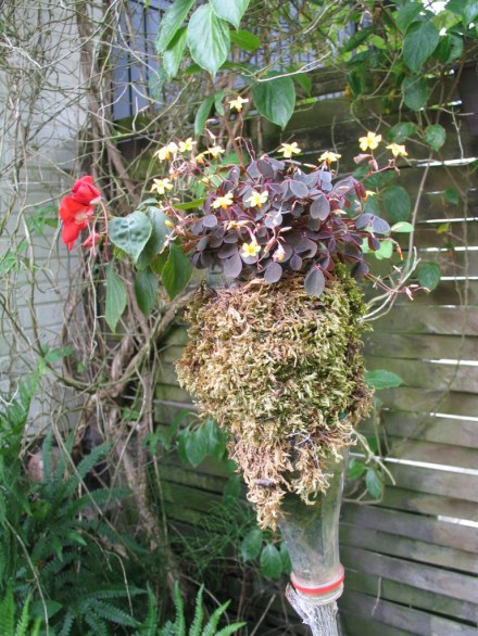 roter Sauerklee im DIY Gefäß