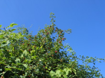 Hagebutten am Strauch.jpg