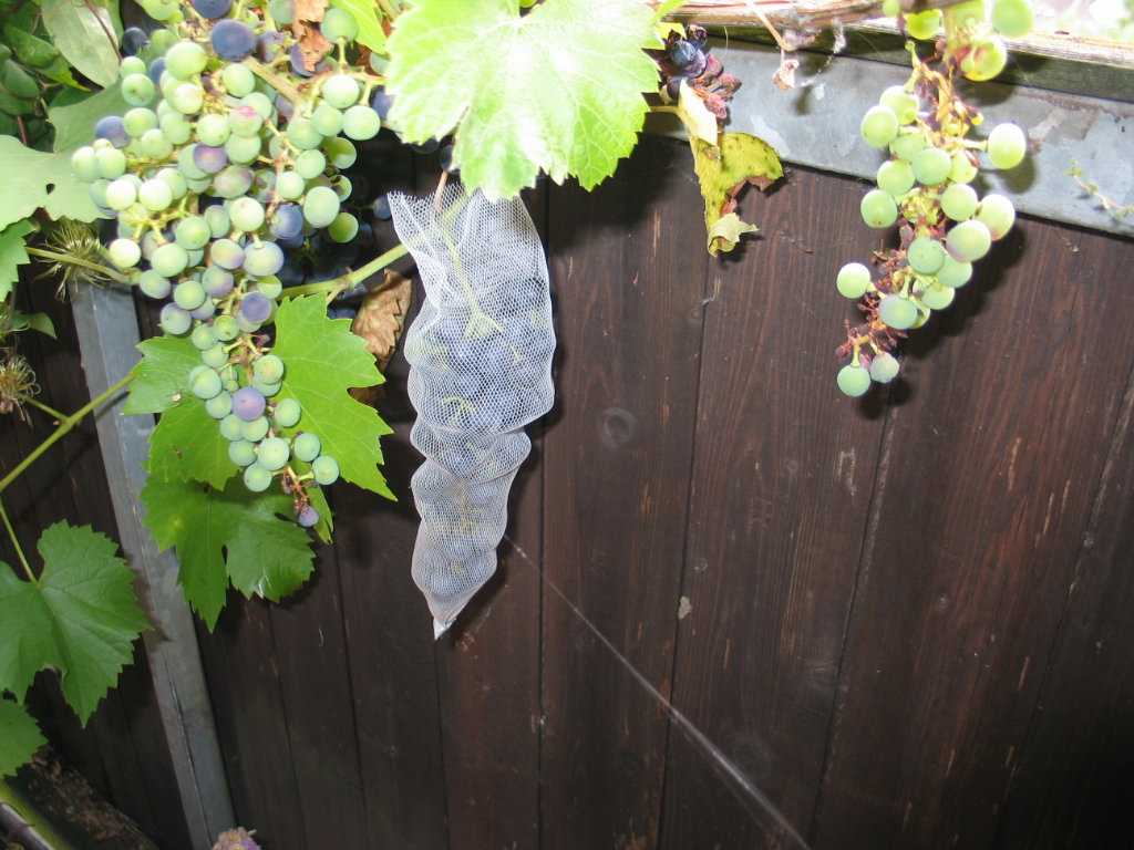 Knoblauchnetz als Traubenschutz.jpg
