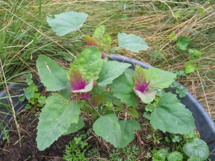 Baumspinat im Topf.jpg