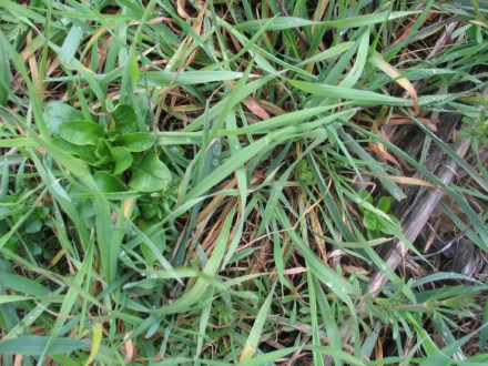 Feldsalat im Gras nah