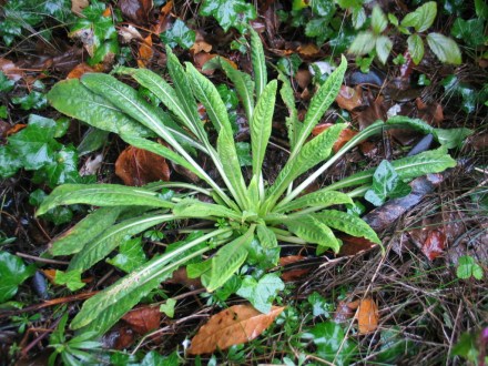 Nachtkerze im Brennnessellobbygarten