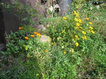 Rucola,Ringelblume und Tagetes