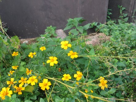 Tagetes