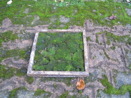 Moosexperiment Versuch 2