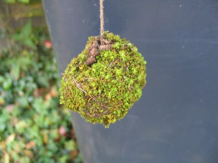 Moosexperiment Versuch 3