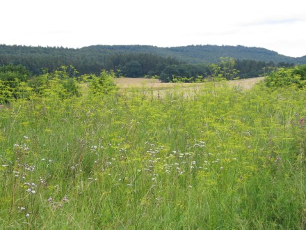 Pastinakenwiese 13.08.2012 031