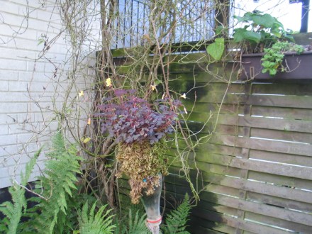 Schokoklee mit Moosverkleidung