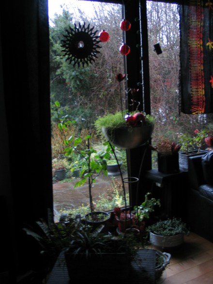 mehrjährige Chilipflanze im weihnachtlichen Zimmer