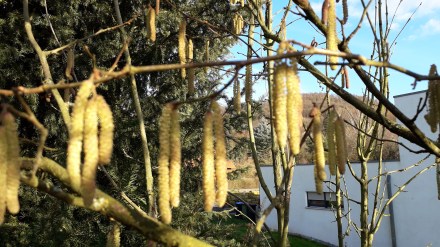 Haselnussblüten 2020 nah