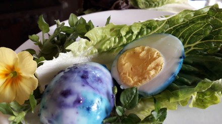 gekochtes Ei blau mit lila Essigtropfen