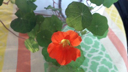 Die erste Kapuzinerkresseblüte 2020