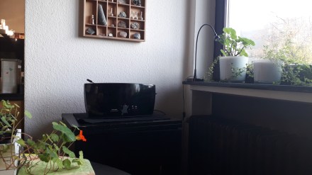 Kapuzienerkresse auf dem Esstisch