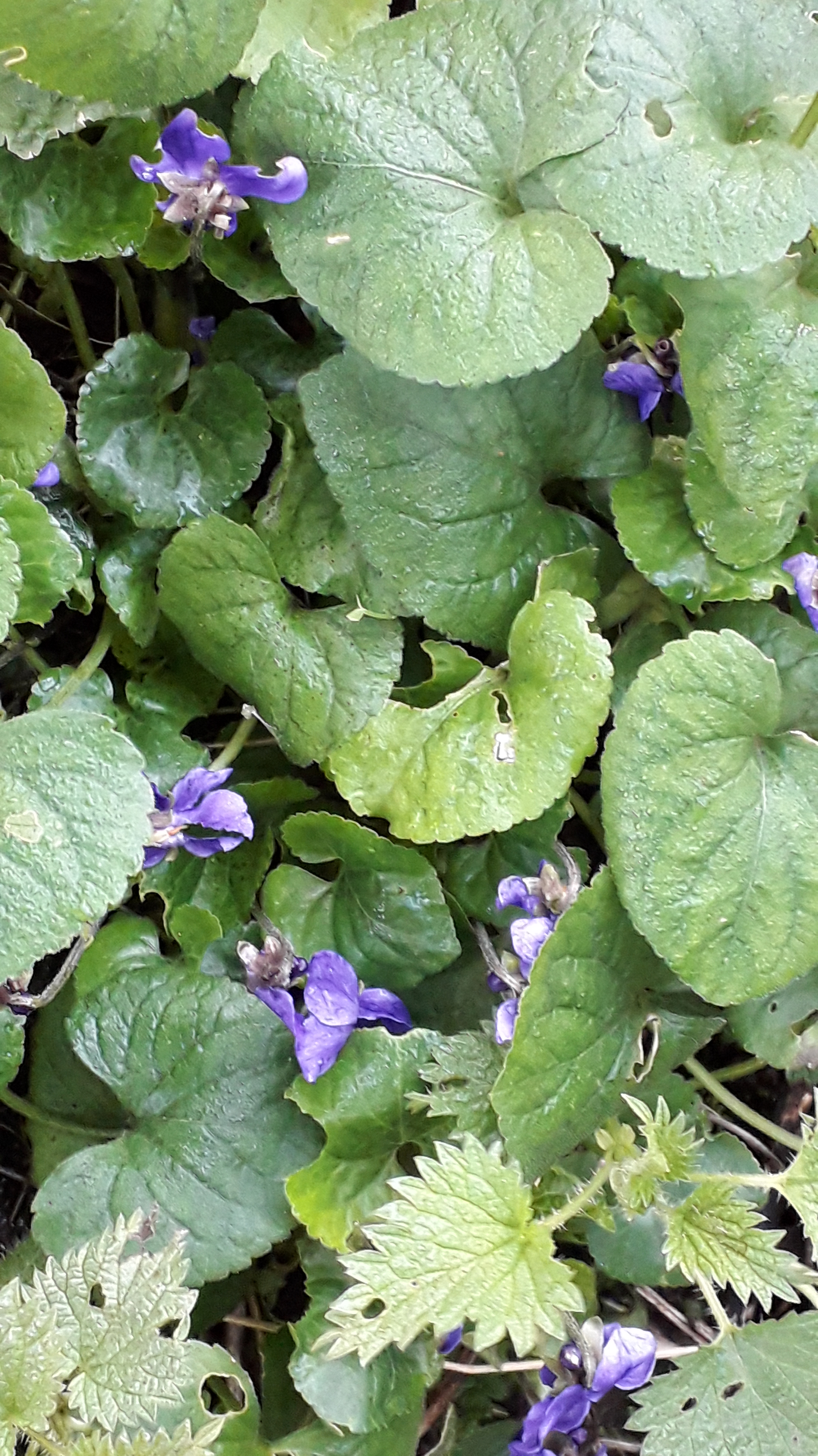 Veilchen und Brennnesseln