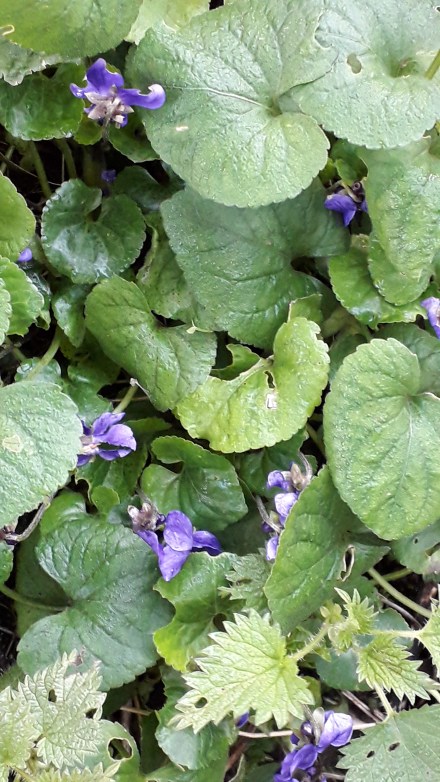 Veilchen und Brennnesseln